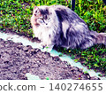 white cat on the grass 140274655