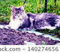 cat in the garden 140274656