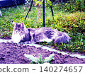 cat on grass 140274657