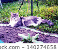 cat on the grass 140274658