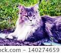 cat in the grass 140274659