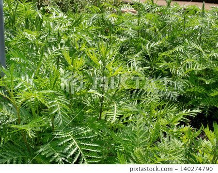 Tansy 140274790