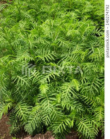 Tansy 140274792