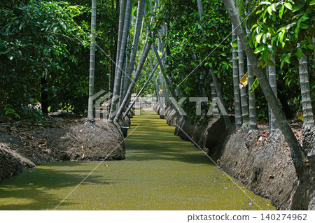 areca trees at groove canal 140274962