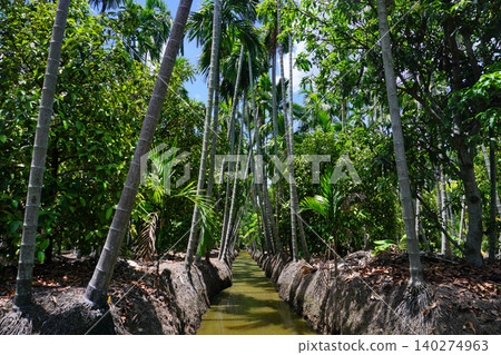 areca trees at groove canal areca trees at groove canal 140274963