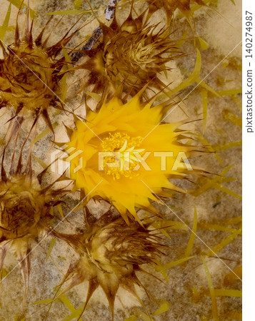 Yellow cactus flower blooming with thorny buds Yellow cactus flower blooming with thorny buds 140274987
