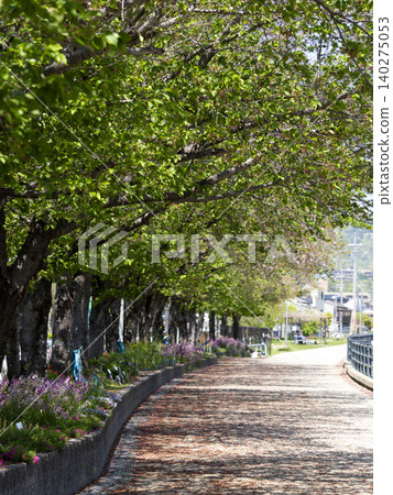 一排帶櫻桃葉的櫻花樹 一排帶櫻桃葉的櫻花樹 140275053