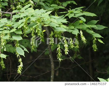 New leaves and young fruits of the Japanese hornbeam tree New leaves and young fruits of the Japanese hornbeam tree 140275137