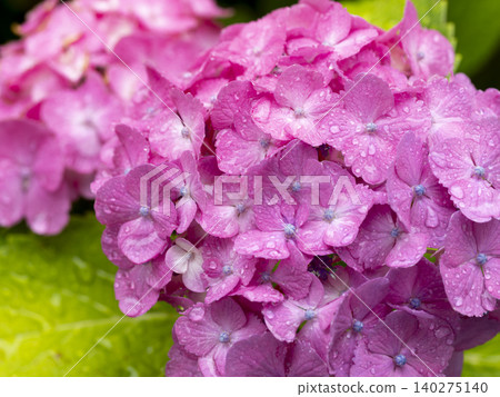 Close-up of rain-wet hydrangea Close-up of rain-wet hydrangea 140275140