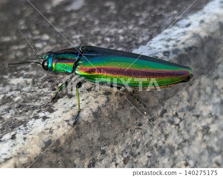 Beautiful Japanese jewel beetle Beautiful Japanese jewel beetle 140275175