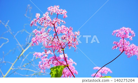Simopocillium花 Simopocillium花 140275204