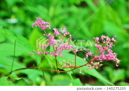 Flowers of Simopocillium Flowers of Simopocillium 140275205