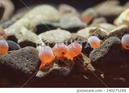 Eyed salmon eggs Eyed salmon eggs 140275290