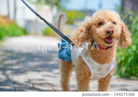 Toy poodle on a walk 140275306