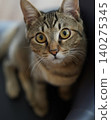 Kijitora cat staring 140275345