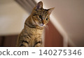 Kijitora cat staring 140275346