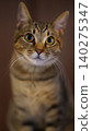 Kijitora cat staring 140275347