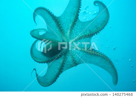 一隻巨大的太平洋章魚張開雙腿 140275468