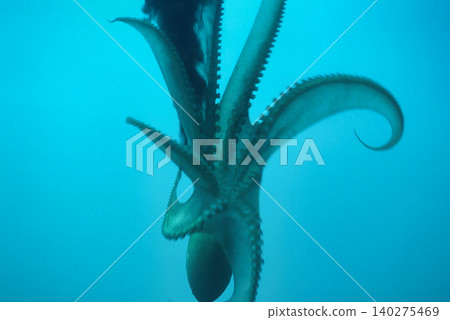 A giant Pacific octopus squirts ink and escapes. A giant Pacific octopus squirts ink and escapes. 140275469