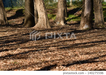 Leaves that have fallen to the ground in the grove 140275596