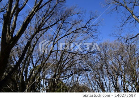 秋日的天空和落葉樹 秋日的天空和落葉樹 140275597