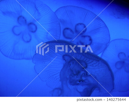 月亮水母在夢幻般的藍光中游動 月亮水母在夢幻般的藍光中游動 140275644