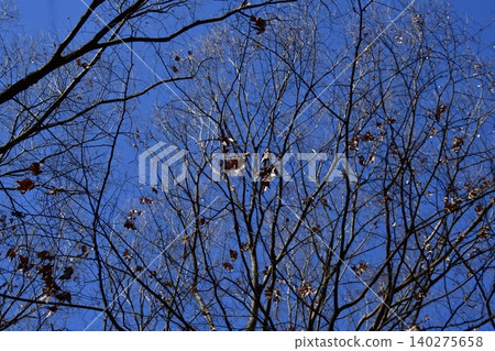 Autumn sky and deciduous trees 140275658