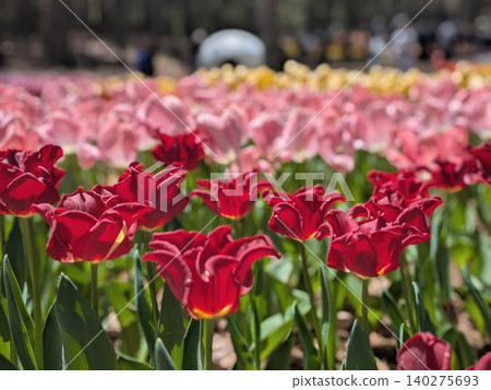 Red tulip Red tulip 140275693