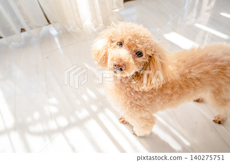 玩具貴賓犬在燈光明亮的房間裡 玩具貴賓犬在燈光明亮的房間裡 140275751