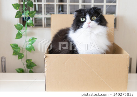 A bicolor Scottish Fold cat peeking out of a cardboard box A bicolor Scottish Fold cat peeking out of a cardboard box 140275832