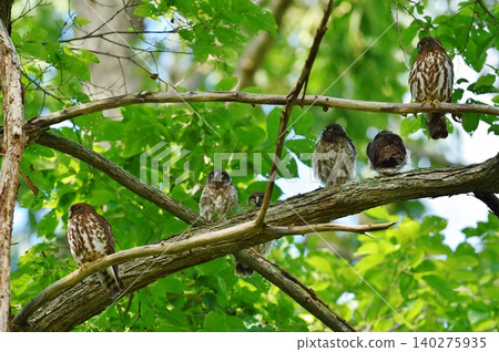 The warmth of family shines in the forest 140275935
