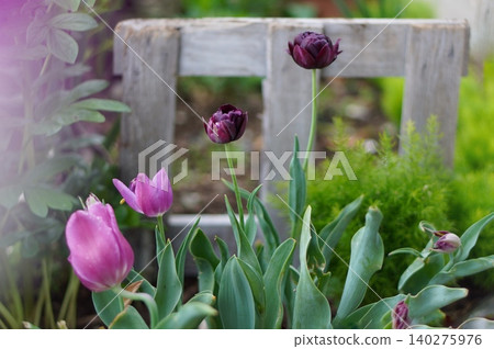 Wine red tulip Wine red tulip 140275976