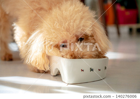 玩具貴賓犬正在用碗吃飯 140276006