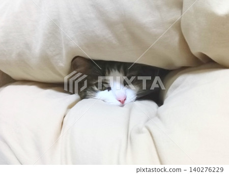 一隻盯著小貓 一隻盯著小貓 140276229