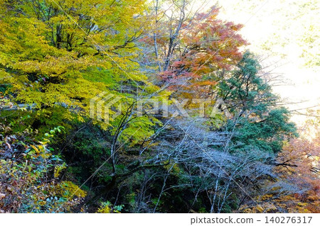 [Kanagawa Prefecture] Autumn foliage along the Hayatogawa Forest Road 140276317
