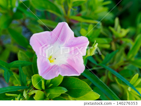 海灘牽牛花的圖片 海灘牽牛花的圖片 140276353