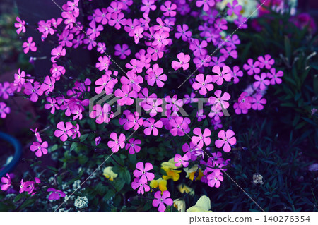 紫花 紫花 140276354