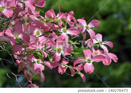 Dogwood flower Dogwood flower 140276473