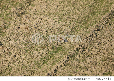 稻田裡聚集著草地鷚 稻田裡聚集著草地鷚 140276514
