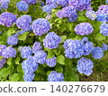 Purple hydrangea Purple hydrangea 140276679