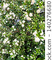 Myrtle Myrtle 140276680