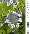 Hydrangea blooming first Hydrangea blooming first 140276682
