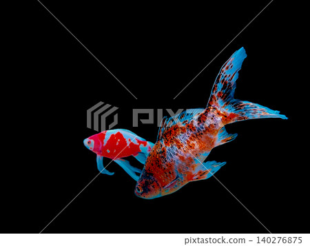 一張兩隻朱文錦金魚的照片。 一張兩隻朱文錦金魚的照片。 140276875