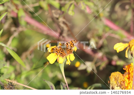 A comma butterfly perched on a marigold. A comma butterfly perched on a marigold. 140276934