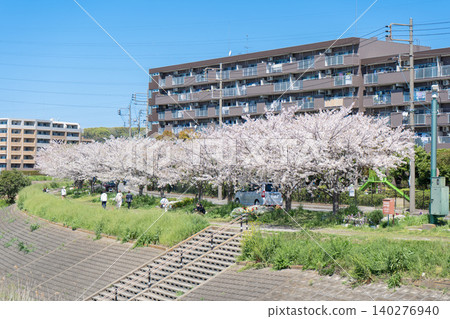 人們在八神川沿岸欣賞春日藍天和櫻花,遠處是公寓大樓。 人們在八神川沿岸欣賞春日藍天和櫻花,遠處是公寓大樓。 140276940