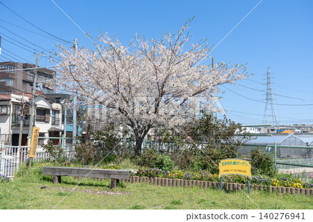 春光明媚,櫻花盛開,高野大橋庭園美不勝收。 春光明媚,櫻花盛開,高野大橋庭園美不勝收。 140276941