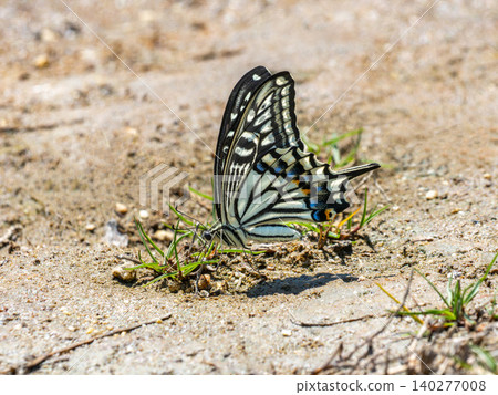 A swallowtail butterfly on the ground near the pond A swallowtail butterfly on the ground near the pond 140277008
