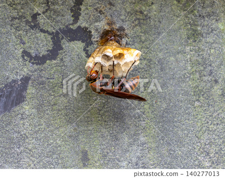 Queen of the yellow-spotted paper wasp building a nest Queen of the yellow-spotted paper wasp building a nest 140277013
