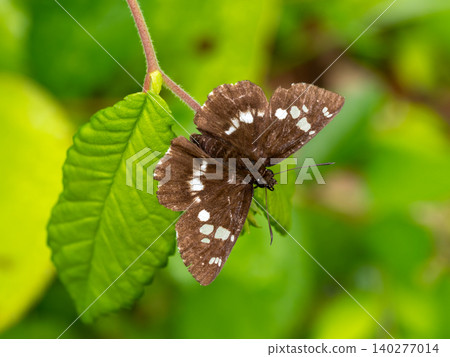 Daimyo seseri on a leaf Daimyo seseri on a leaf 140277014