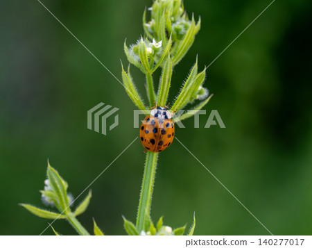 A ladybug on the wild plant Galium aparine 140277017